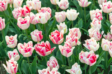 Obraz premium Netherlands, North Holland, Schagerbrug. Red and white tulips.