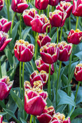 Netherlands, South Holland, Lisse. Red and white frilled tulips in a garden.