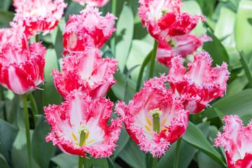 Netherlands, South Holland, Lisse. Red and white frilled tulip.