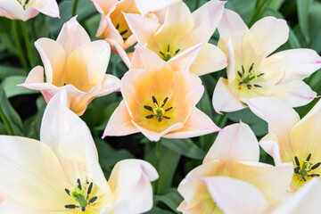 Netherlands, South Holland, Lisse. Pale colored tulips in a garden.