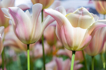 Fototapeta premium Netherlands, South Holland, Lisse. Pale colored tulips in a garden.