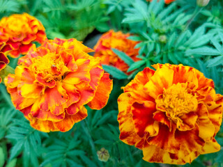 Close-up of Beautiful Flowers Tagetes patula, the French marigold, Cocok botol, or Tahi kotok in the garden