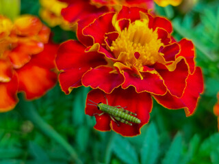 Close-up of Beautiful Flowers Tagetes patula, the French marigold, Cocok botol, or Tahi kotok in...