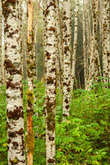Obraz premium Canada, British Columbia, Inside Passage. Birch trees on Gribbell Island.