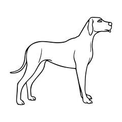 Fototapeta premium dog line vector illustration