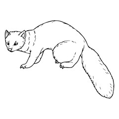 ferret line vector illustration