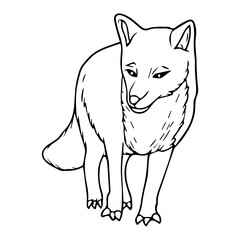 fox line vector illustration