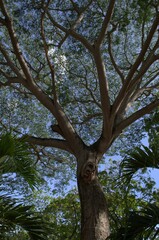 Fototapeta premium El estado Guarico es predominantemente verde. Arboles,grandes espacios cultivados,llanuras y pequeñas montañas.