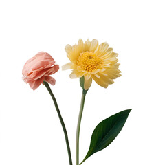 _a beautiful flower with white backdrop close up