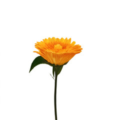 close up of a beautiful flower with white backdrop