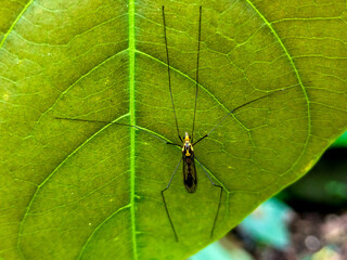 high angle view of Nephrotoma flavipalpis, or Yellow crane fly insect  on green leaf