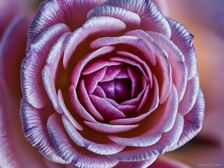 pink rose closeup