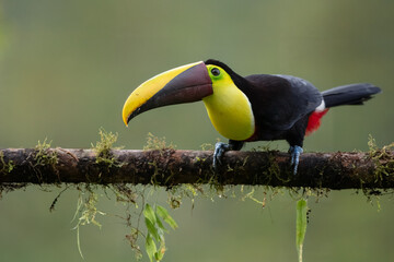 The yellow-throated toucan (Ramphastos ambiguus). Wildlife from Costa Rica, tropical bird. Toucan sitting on the branch in the forest, green vegetation. Nature travel holiday in central America. 