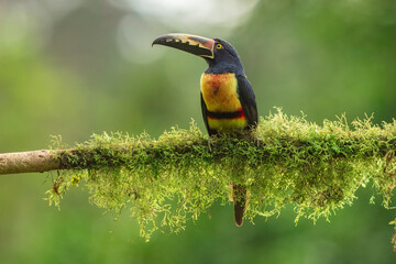 Toucan Collared Aracari, Pteroglossus torquatus, bird with big bill. Toucan sitting on the moss branch in the forest, Boca Tapada, Costa Rica. Nature travel in central America © Miroslav Srb