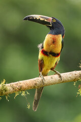 Fototapeta premium Toucan Collared Aracari, Pteroglossus torquatus, bird with big bill. Toucan sitting on the moss branch in the forest, Boca Tapada, Costa Rica. Nature travel in central America