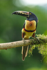 Toucan Collared Aracari, Pteroglossus torquatus, bird with big bill. Toucan sitting on the moss branch in the forest, Boca Tapada, Costa Rica. Nature travel in central America