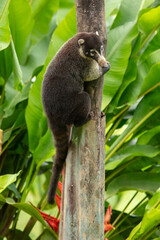 White-nosed coati (Nasua narica), also known as the coatimundi. Inhabit wooded areas (dry and moist forests) of the Americas. Taken in Costa Rica