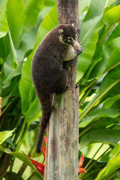 White-nosed coati (Nasua narica), also known as the coatimundi. Inhabit wooded areas (dry and moist forests) of the Americas. Taken in Costa Rica