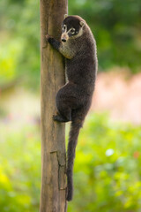 White-nosed coati (Nasua narica), also known as the coatimundi. Inhabit wooded areas (dry and moist forests) of the Americas. Taken in Costa Rica
