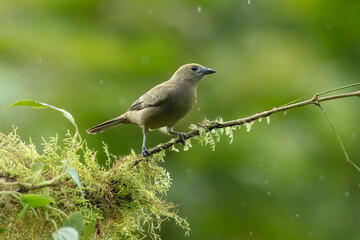 Green bird. A Palm Tanager also know as sanhaço or Coconut Tanager perched on the branch. Species Thraupis palmarum. Birdwatching. Birding.