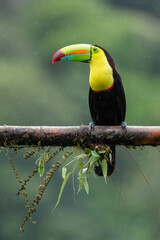 The chestnut-jawed toucan or Swainson's toucan is a subspecies of the yellow-throated toucan that breeds from eastern Honduras to northern Colombia and western Ecuador.