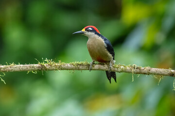 The black-cheeked woodpecker (Melanerpes pucherani) is a resident breeding bird from southeastern Mexico south to western Ecuador. 