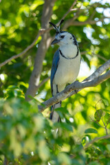 Obraz premium The white-throated magpie-jay (Calocitta formosa) is a large Central American species of magpie-jay. It ranges in Pacific-slope thorn forest from Jalisco, Mexico to Guanacaste, Costa Rica.