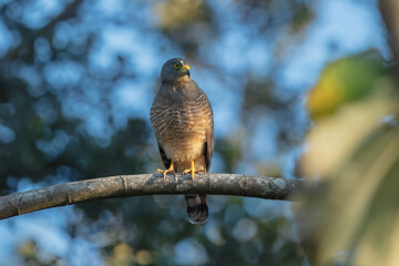 A vertical closeup shot of a beautiful roadside hawk or Rupornis Magnirostris on the branch