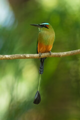 Turquoise-browed motmot (Eumomota superciliosa) also known as Torogoz, is a colourful, medium-sized bird of the motmot family