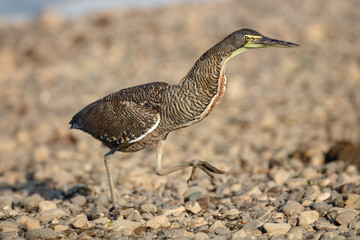 Fasciated Tiger-Heron Tigrisoma fasciatum, This medium-sized heron is often seen along fast-flowing rocky rivers and streams. Almost always seen seen singly, standing on a rock in river.