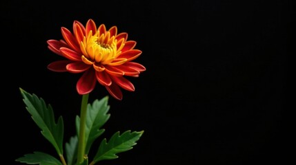 Vibrant Red and Yellow Flower on Black Background, a Single Blossom in Detailed Close-up