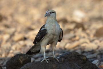 Yellow-headed caracara (Milvago chimachima) is a bird of prey in the family Falconidae. Much smaller than Crested Caracara, without dark cap. Found in open habitats, such as fields and river edges.