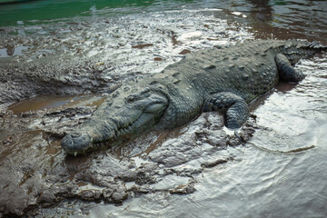 American Crocodile (Crocodylus acutus) at Tarcoles River - Costa Rica