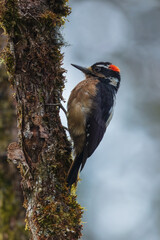 Hairy Woodpecker, Dryobates villosus, Medium-sized woodpecker, common and widespread across North America as far south as western Panama. Occurs in wooded habitats with large trees.