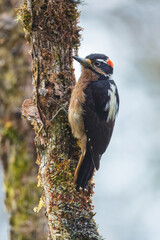 Fototapeta premium Hairy Woodpecker, Dryobates villosus, Medium-sized woodpecker, common and widespread across North America as far south as western Panama. Occurs in wooded habitats with large trees.
