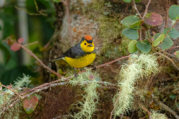 Collared whitestart, Myioborus torquatus, yellow grey red birs in the nature flower habitat. Collared redstart, tropical New World warbler endemic mountains of Costa Rica. Wildlife in forest.