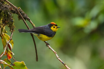 Collared whitestart, Myioborus torquatus, yellow grey red birs in the nature flower habitat. Collared redstart, tropical New World warbler endemic mountains of Costa Rica. Wildlife in forest.