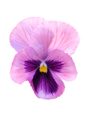 ピンクのパンジーの花