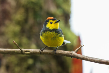 Obraz premium Collared whitestart, Myioborus torquatus, yellow grey red birs in the nature flower habitat. Collared redstart, tropical New World warbler endemic mountains of Costa Rica. Wildlife in forest.