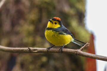 Collared whitestart, Myioborus torquatus, yellow grey red birs in the nature flower habitat. Collared redstart, tropical New World warbler endemic mountains of Costa Rica. Wildlife in forest.