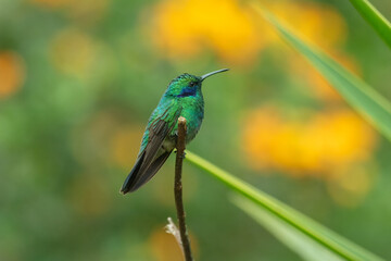 Hummingbird Green Violet-ear, Mexican Violetear, Colibri thalassinus, bird flying next to beautiful ping orange and yellow flower in natural habitat, bird from mountain tropical forest, Costa Rica.