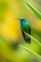 Hummingbird Green Violet-ear, Mexican Violetear, Colibri thalassinus, bird flying next to beautiful ping orange and yellow flower in natural habitat, bird from mountain tropical forest, Costa Rica.