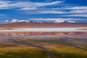 The colorful Colorada lagoon with in the Andes mountain range of Bolivia with Andes grass, James, Chilean and Andean flamingos as well as a white borax island near the Uyuni salt flat, South America.