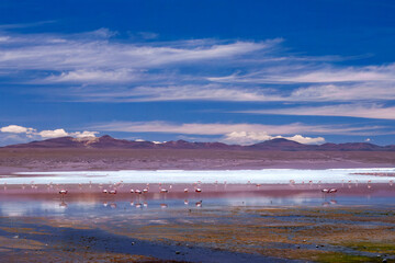 The colorful Colorada lagoon with in the Andes mountain range of Bolivia with Andes grass, James, Chilean and Andean flamingos as well as a white borax island near the Uyuni salt flat, South America.