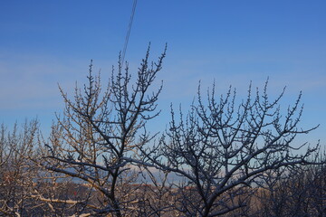 A beautiful winter landscape featuring bare trees against a stunning clear blue sky