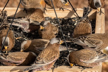 Gray-crowned Rosy-Finch (Leucosticte tephrocotis) in snowstorm; Laramie, Wyoming
