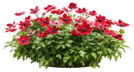 PNG Anemones flowers bush anemone plants arrangement.