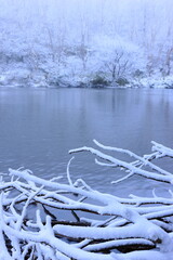 snow covered trees and lake in winter