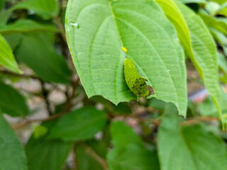 Selective focus of Graphium agamemnon caterpillar, Jay-tailed butterfly caterpillar on green leaf, suitable for background and education