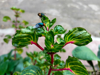 Defocus background Chrysomya megacephala, the oriental latrine fly, oriental blue fly, or lalat hijau on a Leaf